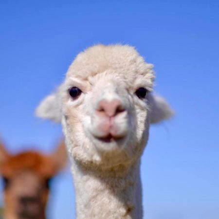 מלון יאס Glenview Alpaca Farm מראה חיצוני תמונה