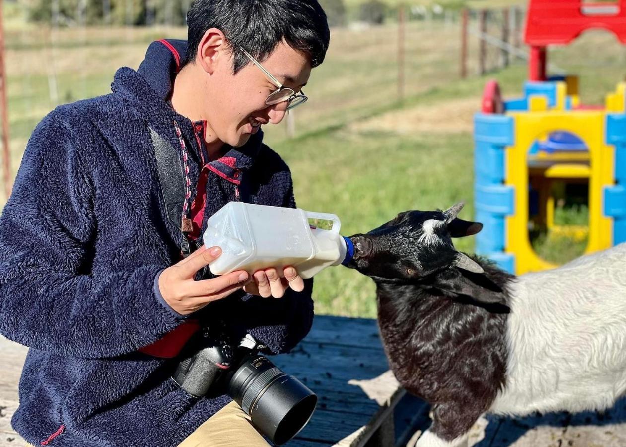 מלון יאס Glenview Alpaca Farm מראה חיצוני תמונה