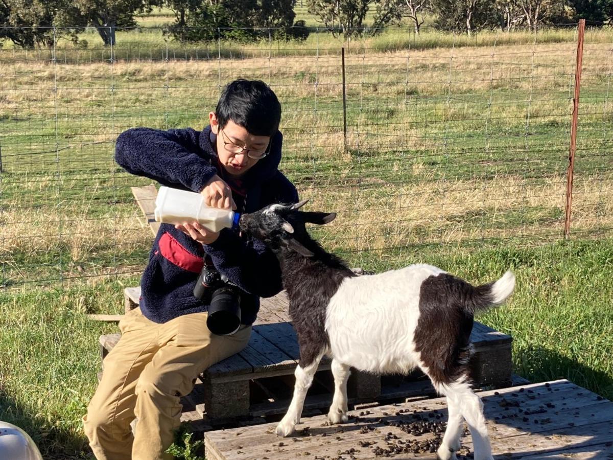 מלון יאס Glenview Alpaca Farm מראה חיצוני תמונה