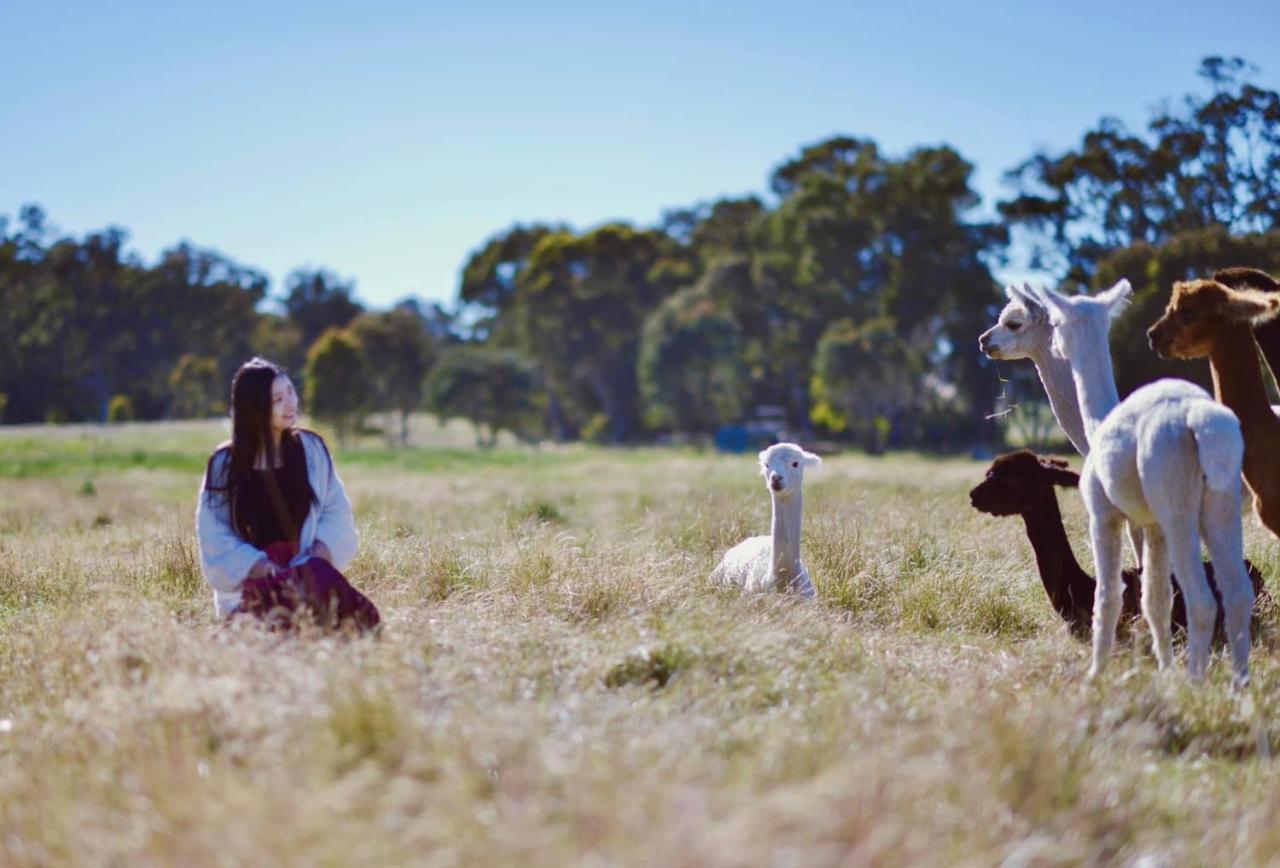 מלון יאס Glenview Alpaca Farm מראה חיצוני תמונה