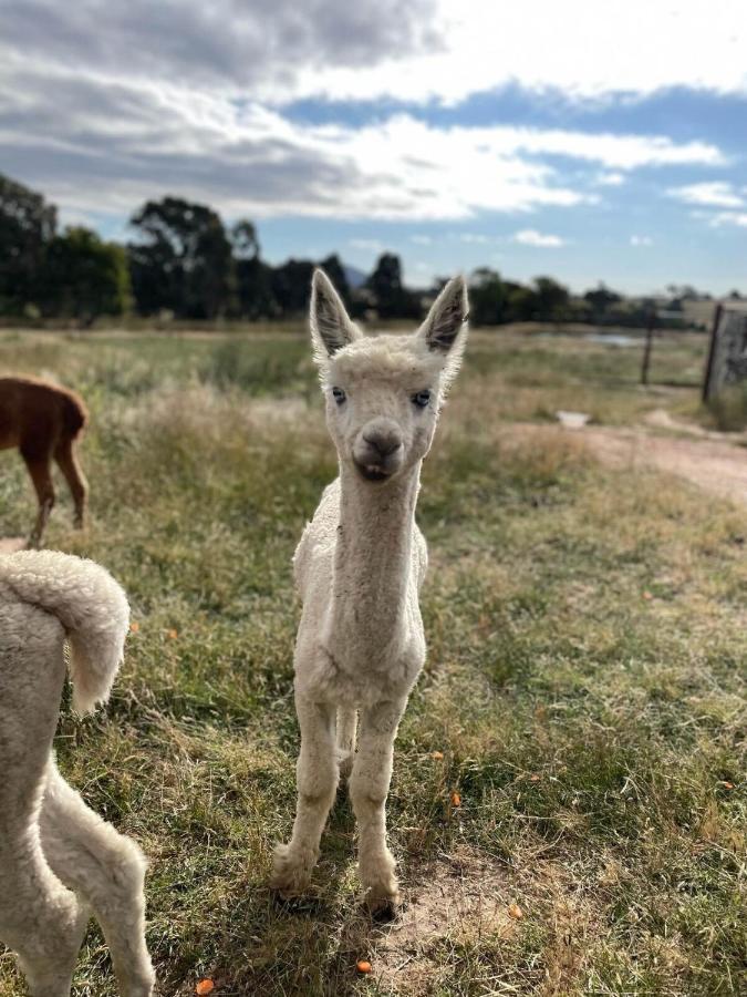 מלון יאס Glenview Alpaca Farm מראה חיצוני תמונה