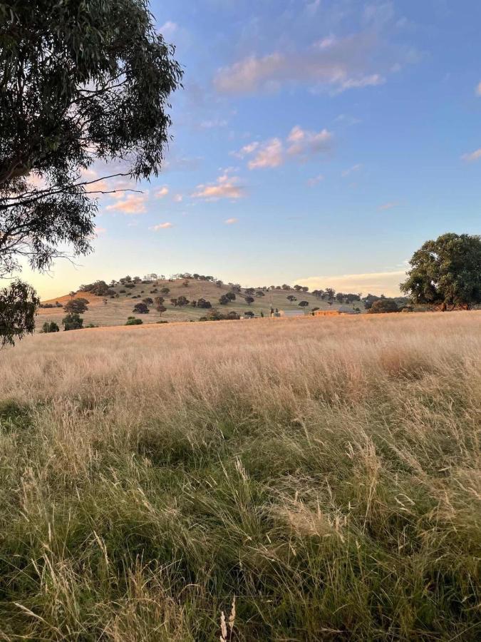 מלון יאס Glenview Alpaca Farm מראה חיצוני תמונה