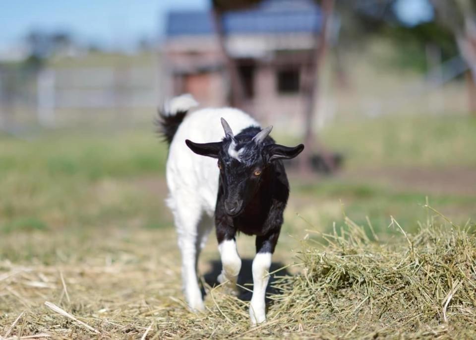 מלון יאס Glenview Alpaca Farm מראה חיצוני תמונה