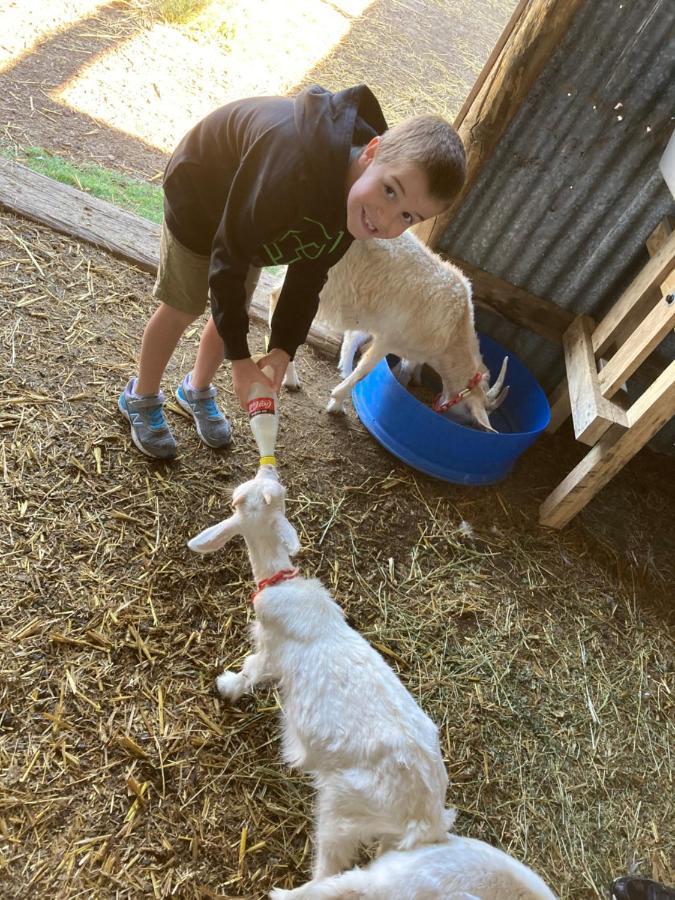 מלון יאס Glenview Alpaca Farm מראה חיצוני תמונה