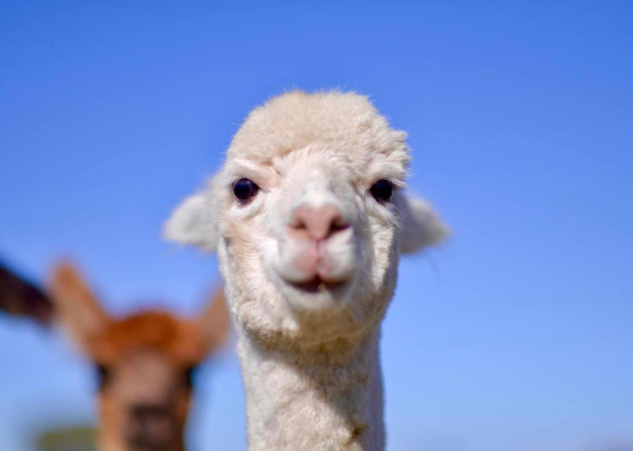 מלון יאס Glenview Alpaca Farm מראה חיצוני תמונה