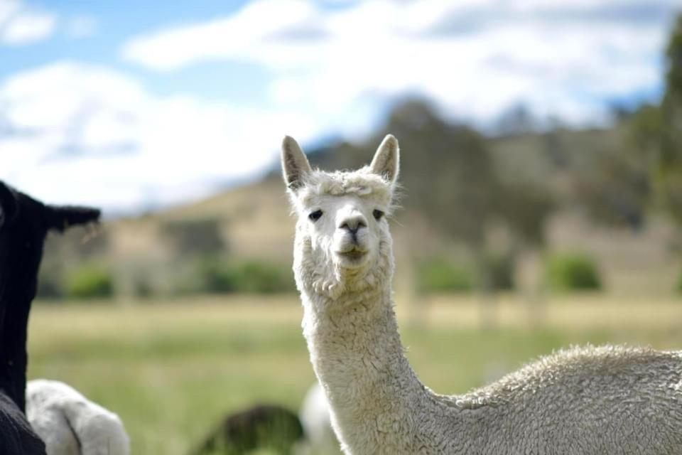 מלון יאס Glenview Alpaca Farm מראה חיצוני תמונה