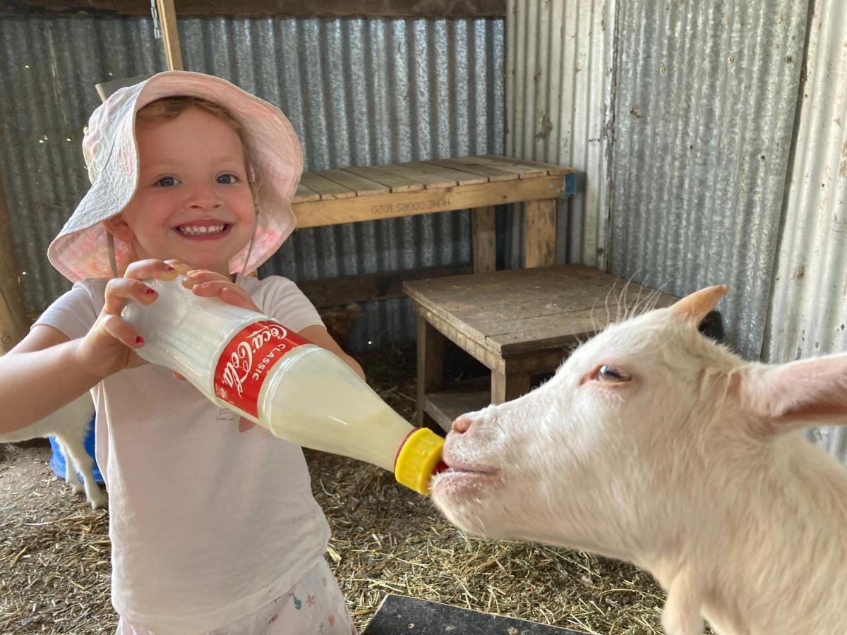 מלון יאס Glenview Alpaca Farm מראה חיצוני תמונה