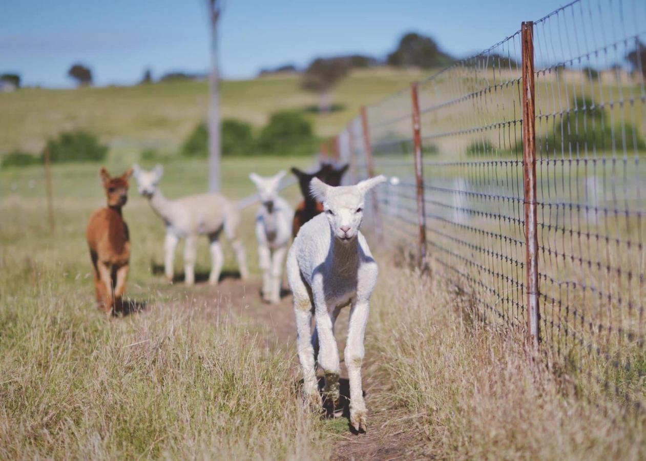 מלון יאס Glenview Alpaca Farm מראה חיצוני תמונה