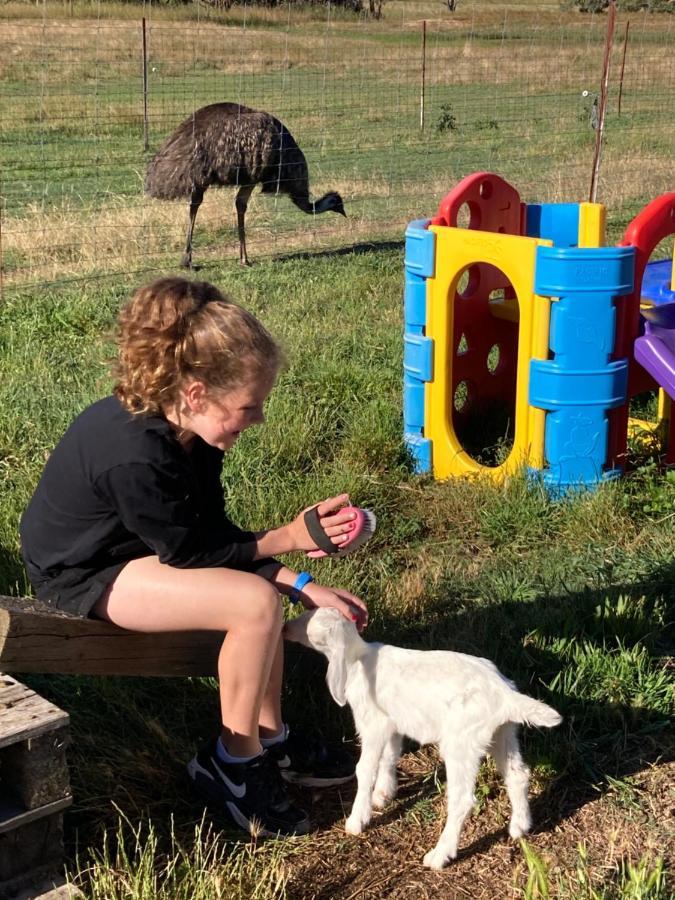 מלון יאס Glenview Alpaca Farm מראה חיצוני תמונה