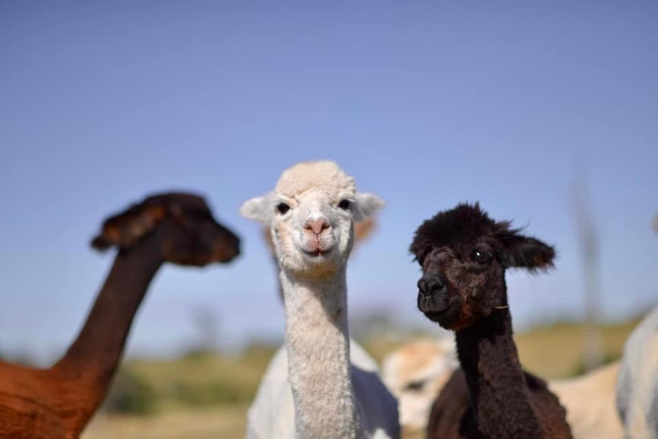 מלון יאס Glenview Alpaca Farm מראה חיצוני תמונה