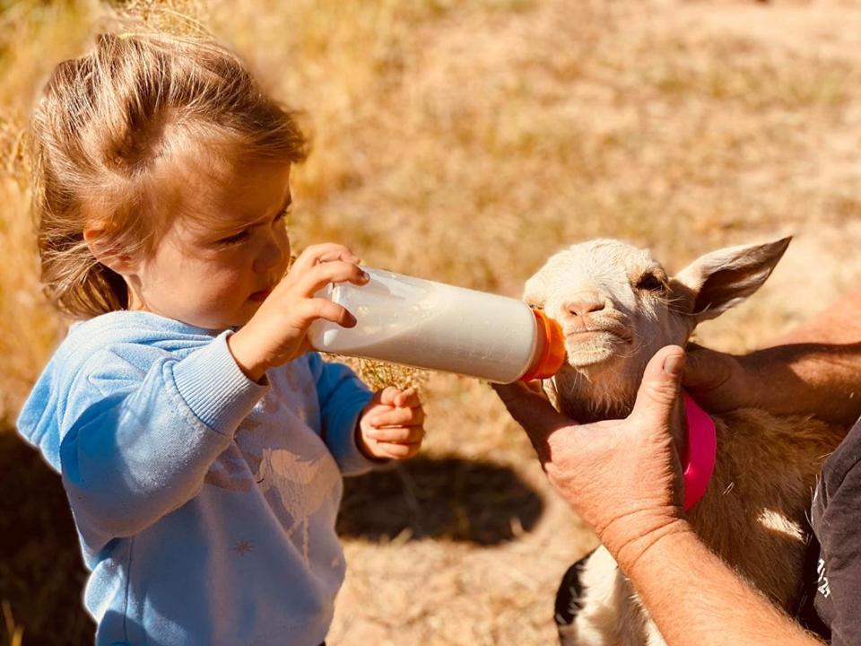 מלון יאס Glenview Alpaca Farm מראה חיצוני תמונה