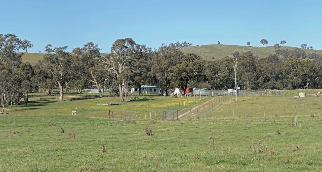 מלון יאס Glenview Alpaca Farm מראה חיצוני תמונה