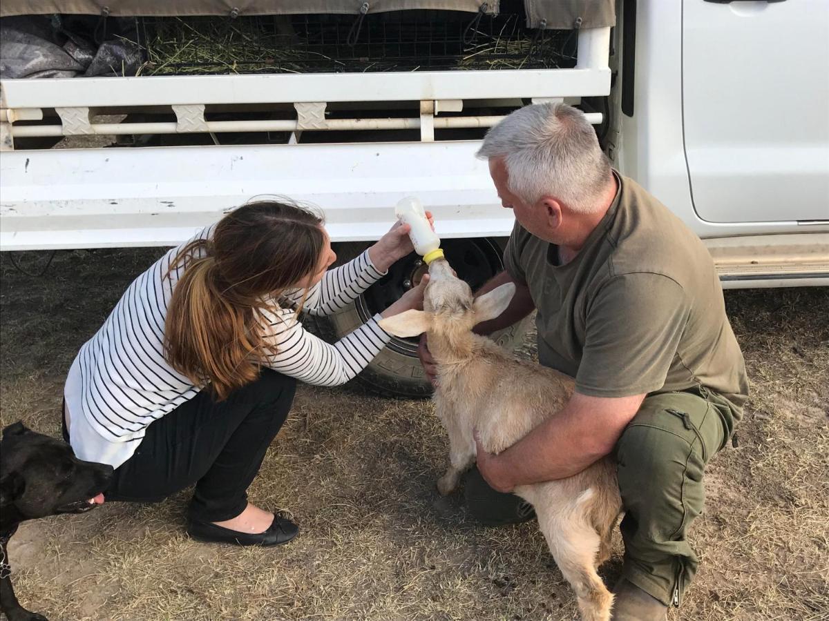 מלון יאס Glenview Alpaca Farm מראה חיצוני תמונה