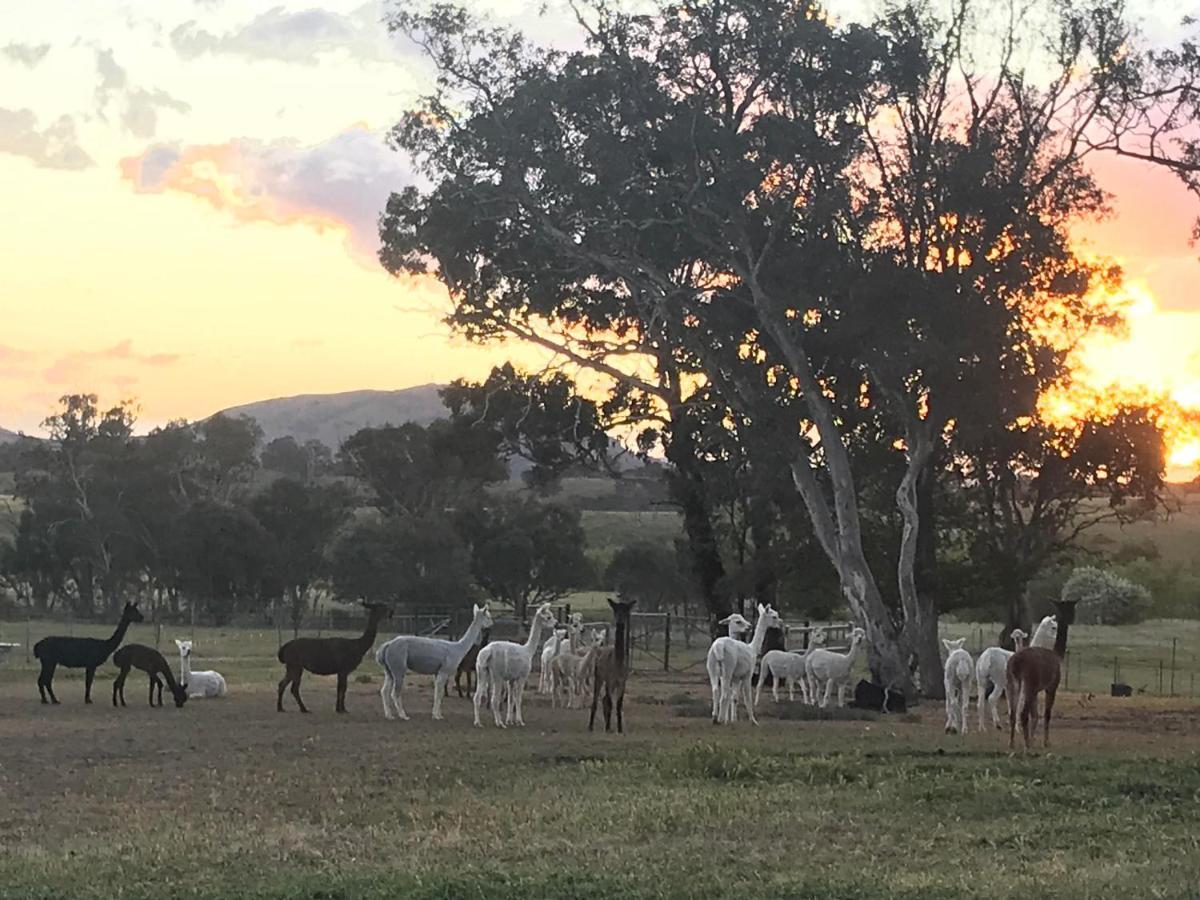 מלון יאס Glenview Alpaca Farm מראה חיצוני תמונה