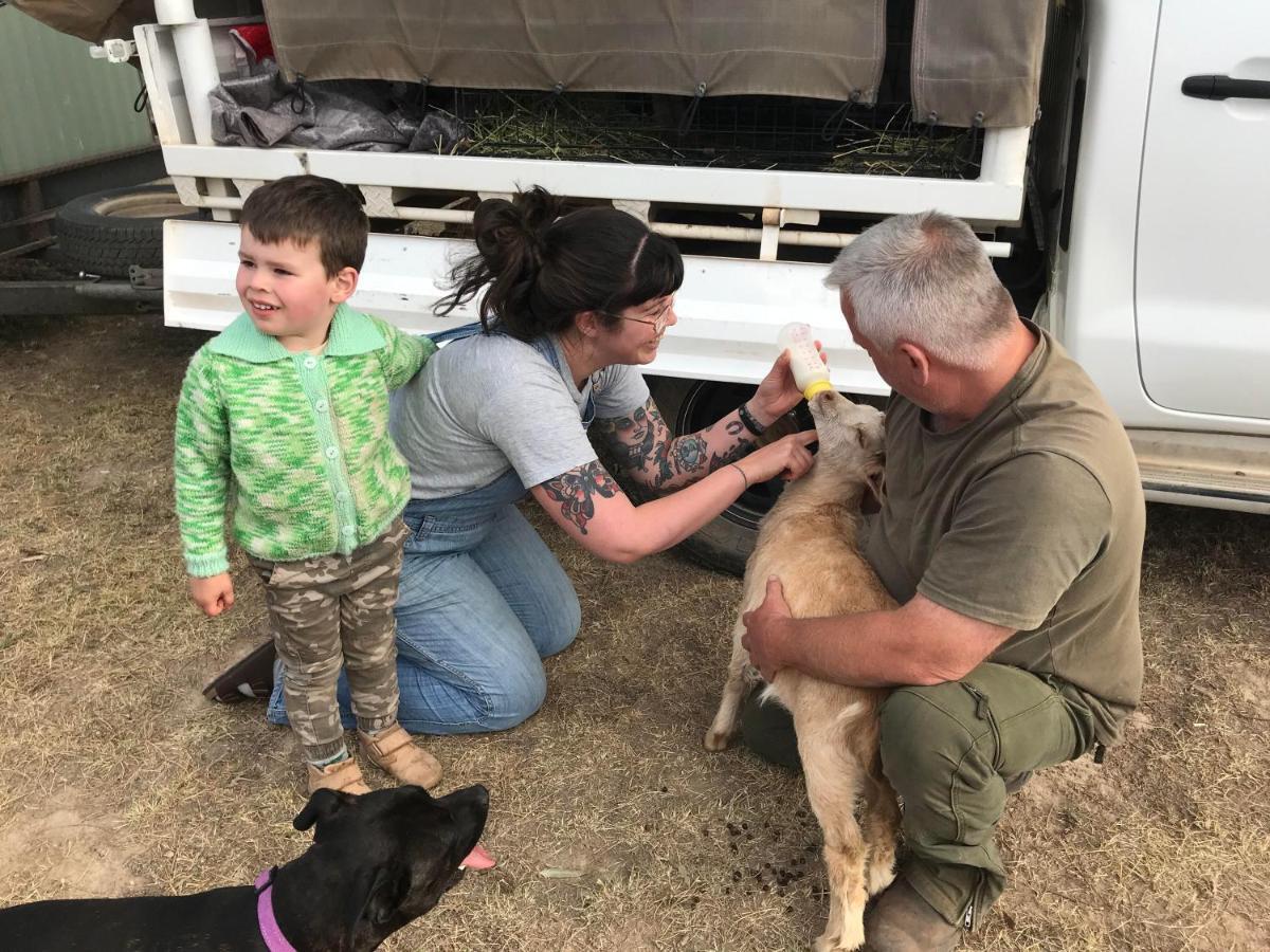 מלון יאס Glenview Alpaca Farm מראה חיצוני תמונה