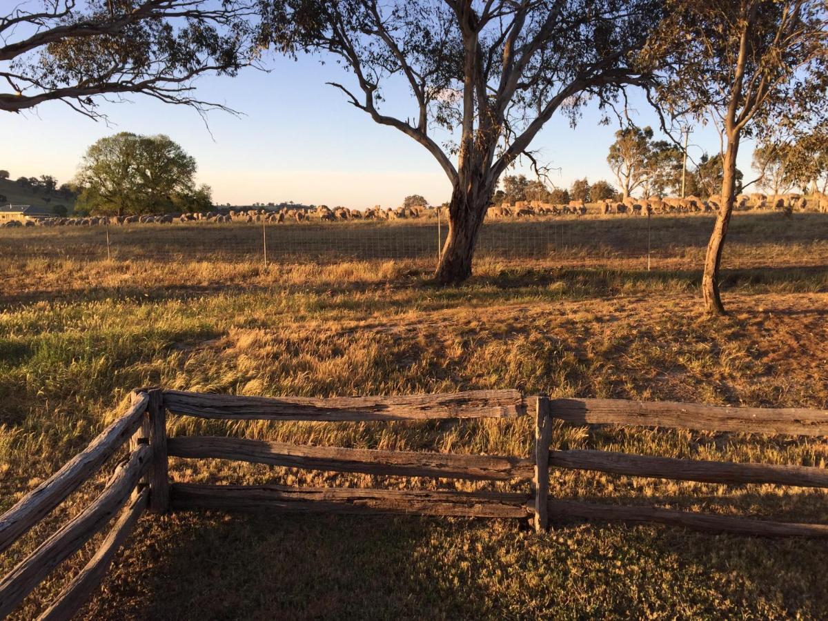 מלון יאס Glenview Alpaca Farm מראה חיצוני תמונה