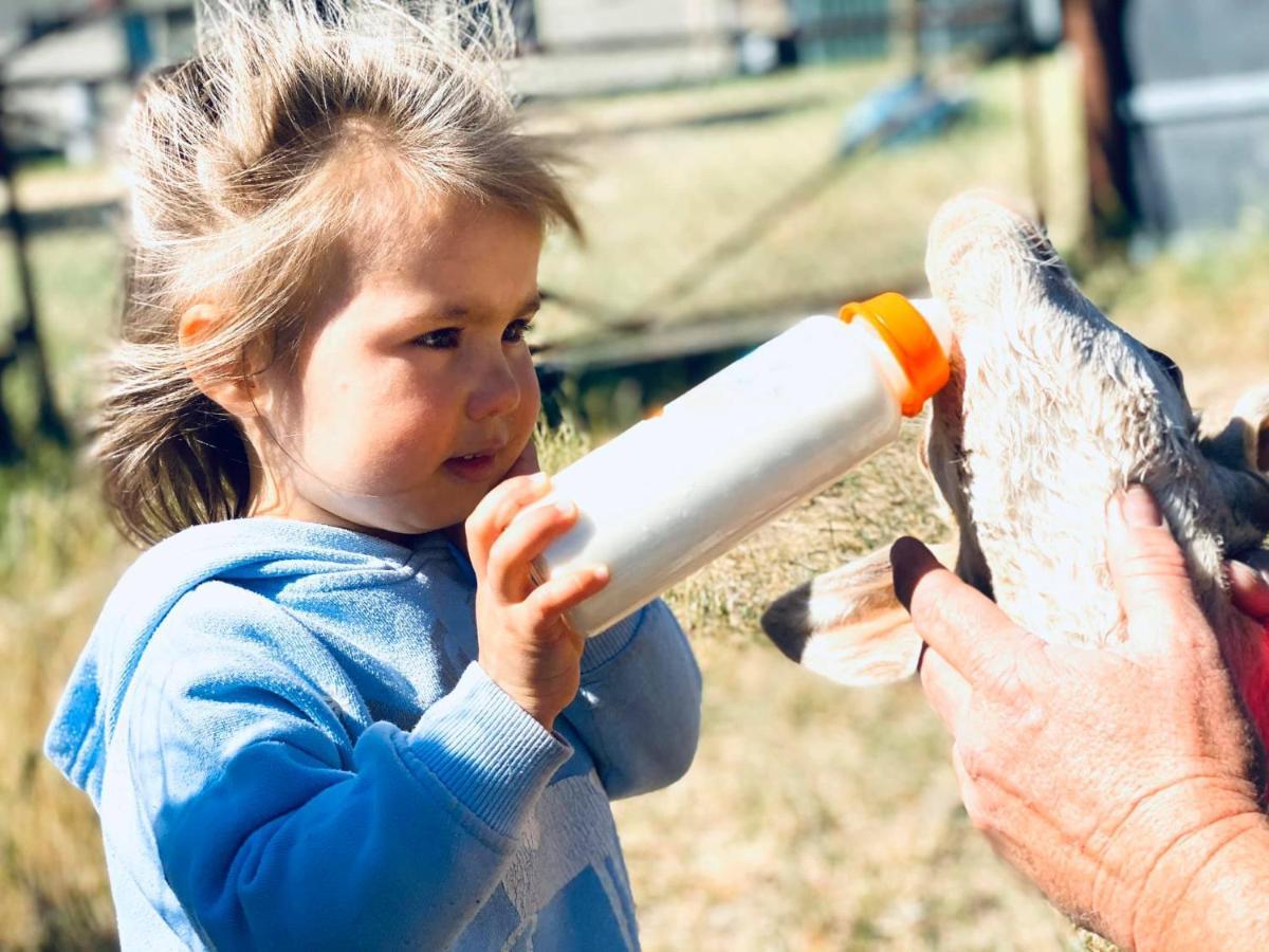 מלון יאס Glenview Alpaca Farm מראה חיצוני תמונה