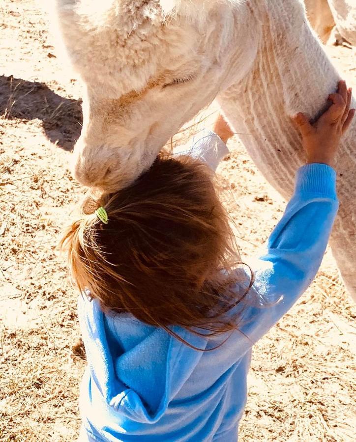 מלון יאס Glenview Alpaca Farm מראה חיצוני תמונה